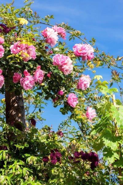 Agriturismo La Selva Ξενοδοχείο Finale Ligure Εξωτερικό φωτογραφία