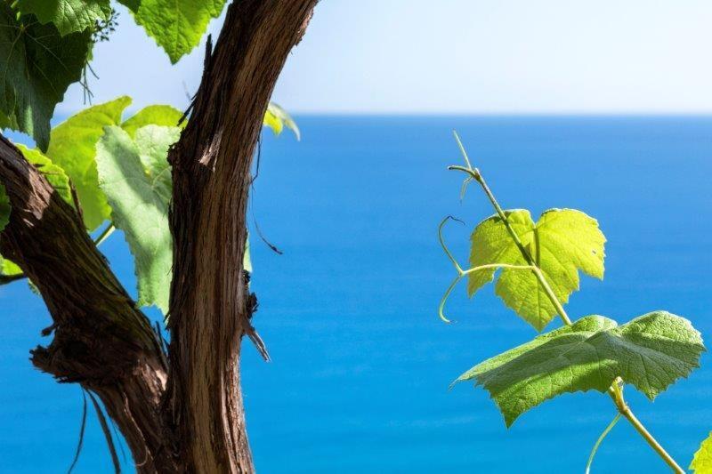 Agriturismo La Selva Ξενοδοχείο Finale Ligure Εξωτερικό φωτογραφία